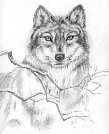 esquisse loup